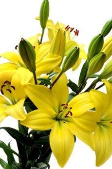 Лилии