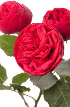 Кустовые розы