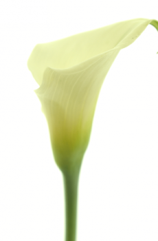 Калла Zantedeschia 'Crystal Blush'