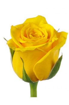 Желтая роза